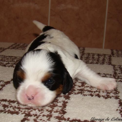 Magnifiques chiots cavalier king charles à réservé #2