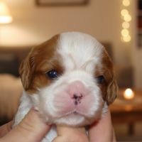 Magnifiques chiots cavalier king charles à réservé