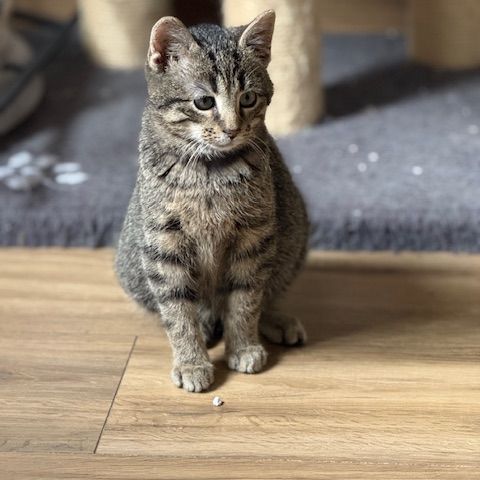 Loulou-chaton dynamique ! #1