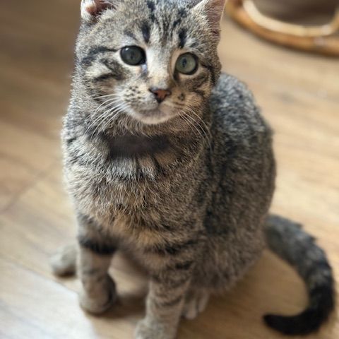 Loulou-chaton dynamique ! #3