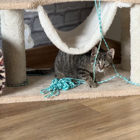 Loulou-chaton dynamique ! #4