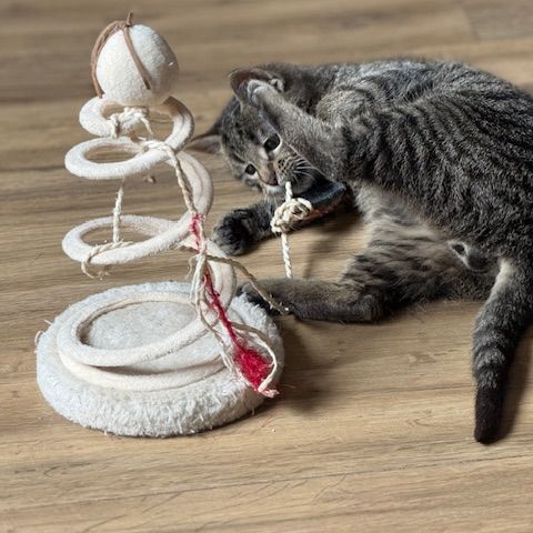 Loulou-chaton dynamique ! #6