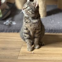 Loulou-chaton dynamique !