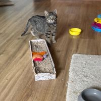 Loulou-chaton dynamique ! #5