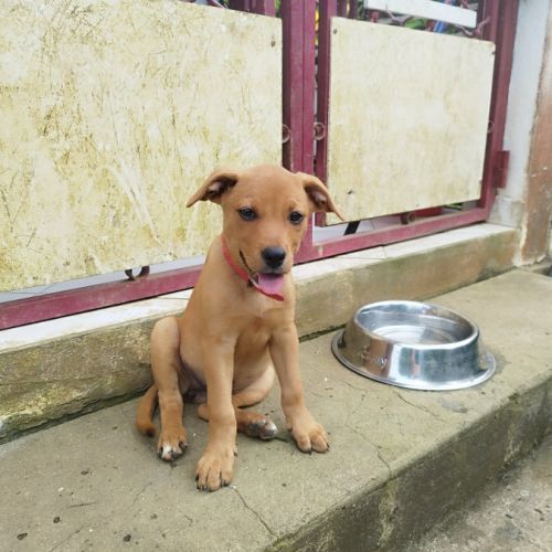 Buggy la petite joyeuse #2