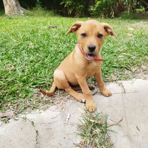 Buggy la petite joyeuse #0