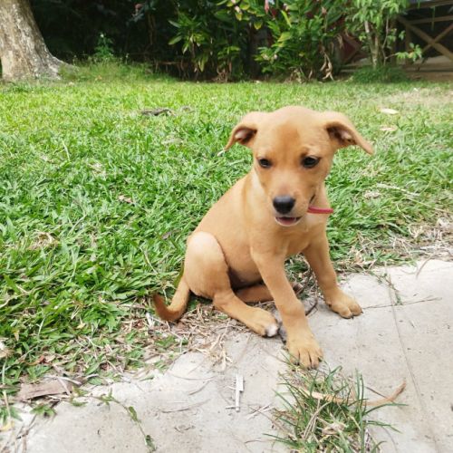 Buggy la petite joyeuse #5