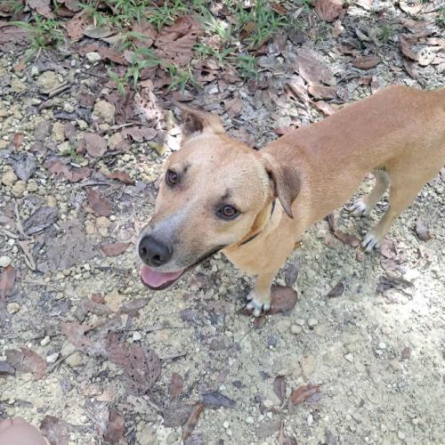 Aïko la douceur des îles #0