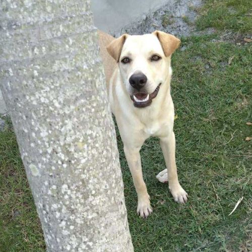 Budy le magnifique #3