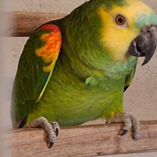 Amazone à front bleu #0