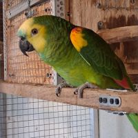 Amazone à front bleu #1