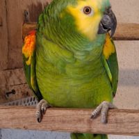 Amazone à front bleu #2