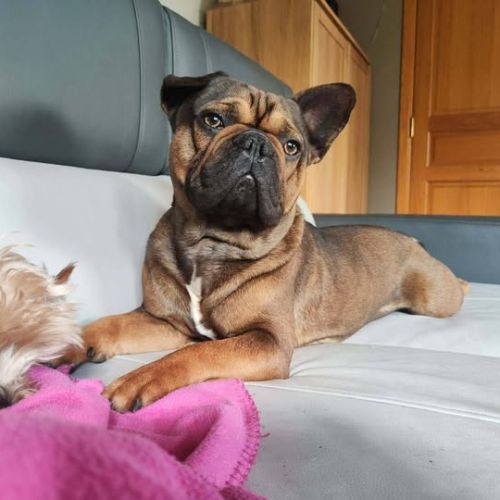 Chien oxo à l  adoption