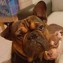 Chien oxo à l  adoption #3