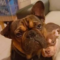 Chien oxo à l  adoption #3