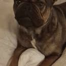 Chien oxo à l  adoption #4