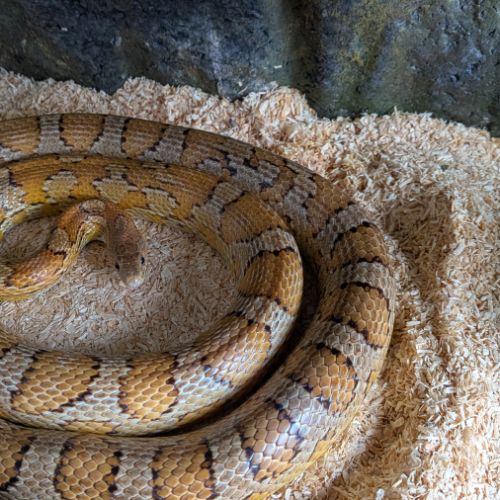 Serpent + terrarium #0