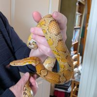 Serpent + terrarium #2