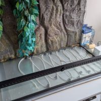 Serpent + terrarium #3