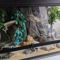 Serpent + terrarium #4