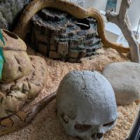 Serpent + terrarium #5