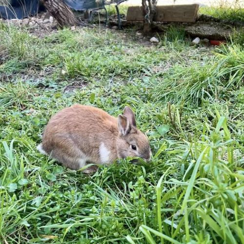 Lapin noisette à l adoption