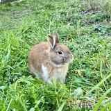 Lapin noisette à l adoption #2