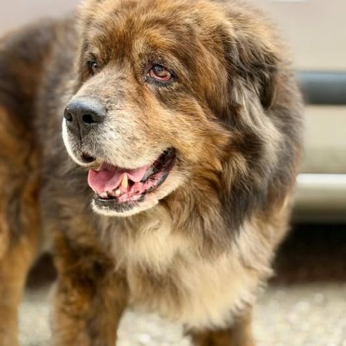 Chien rex à l adoption