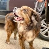 Chien rex à l adoption #2