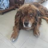 Chien rex à l adoption #4