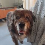 Chien rex à l adoption #3