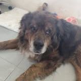 Chien rex à l adoption #5