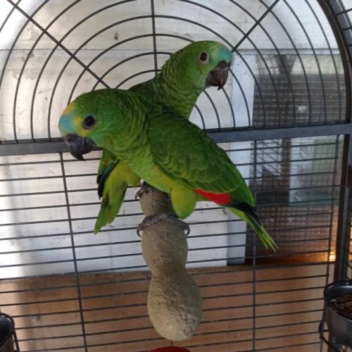 Perroquet d amazonie de 2 ans #0