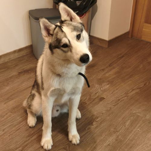 Sova à l'adoption #3