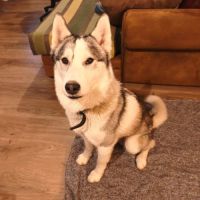 Sova à l'adoption #2