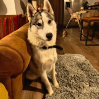 Sova à l'adoption #5