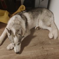 Sova à l'adoption #6