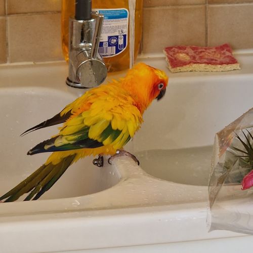 Conure soleil
