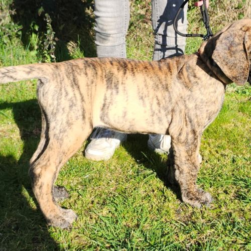 Chiot dogue allemand #2