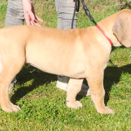 Chiot dogue allemand #0