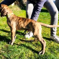 Chiot dogue allemand #1