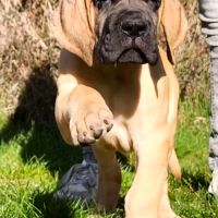 Chiot dogue allemand #3