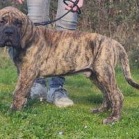 Chiot dogue allemand #5