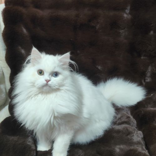 Chaton scottish straight – yeux vairons #2