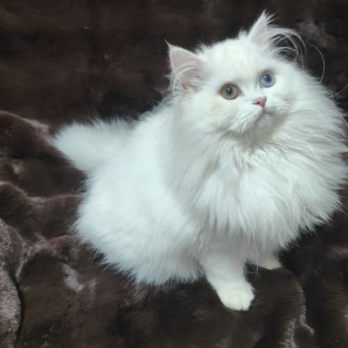 Chaton scottish straight – yeux vairons #4