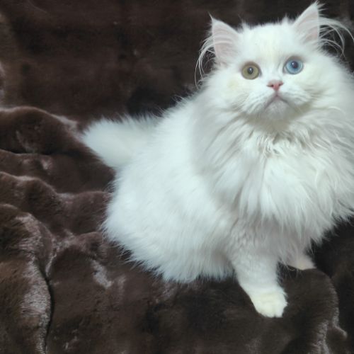 Chaton scottish straight – yeux vairons #5