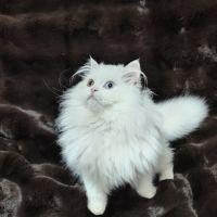 Chaton scottish straight – yeux vairons