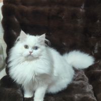 Chaton scottish straight – yeux vairons #2