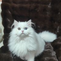 Chaton scottish straight – yeux vairons #3