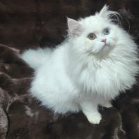 Chaton scottish straight – yeux vairons #4